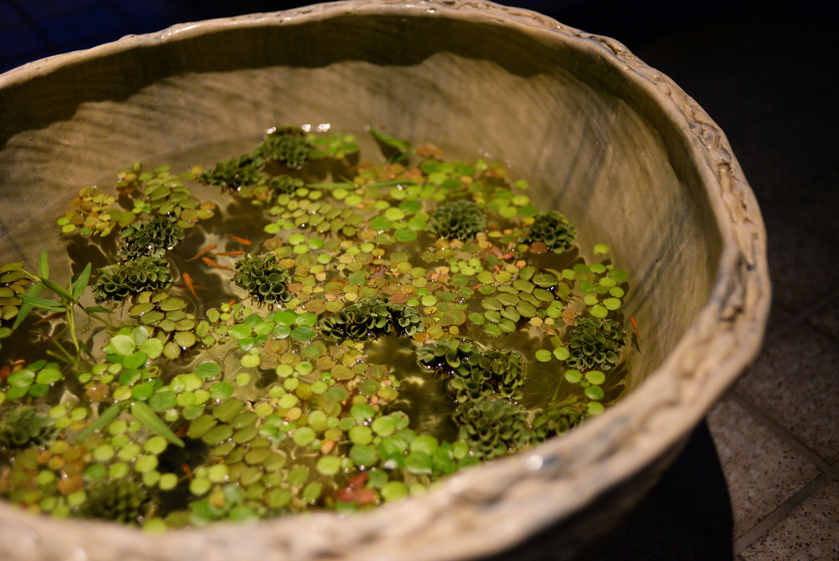水鉢の葉